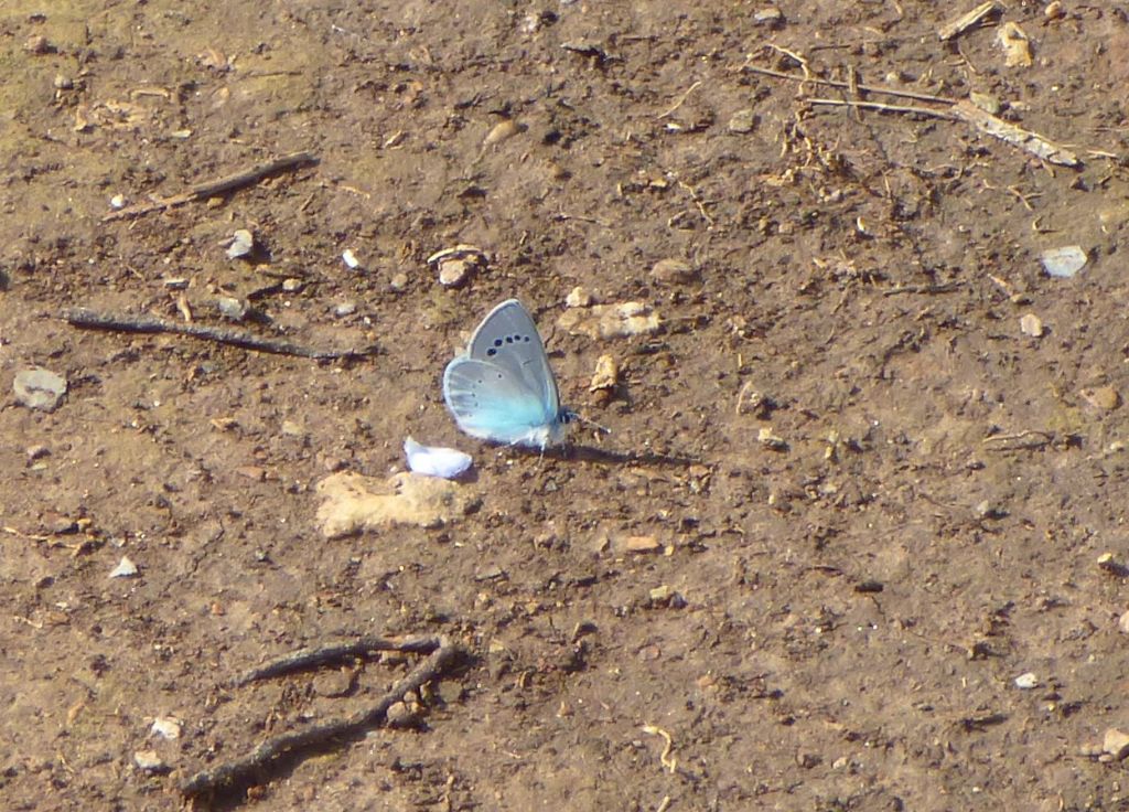 Farfalla celeste